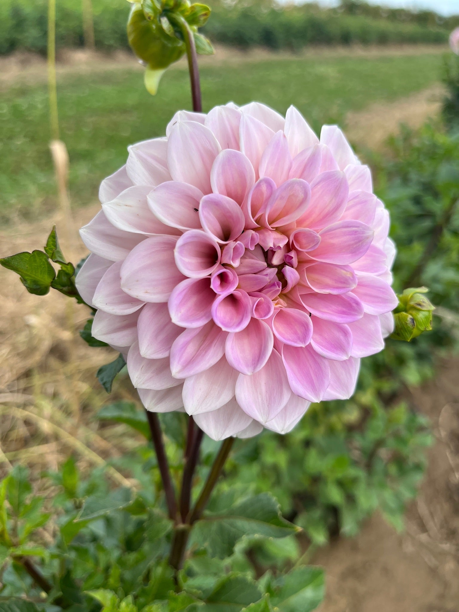 Dahlia Medium-Sweet Nathalie