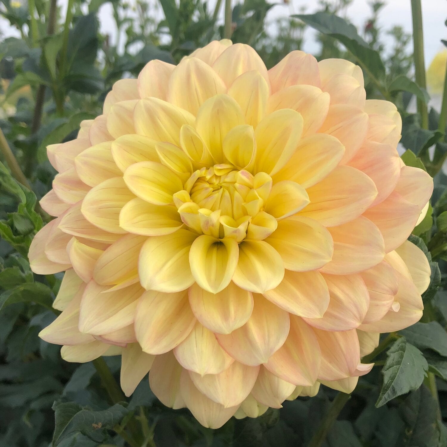 Dahlia Medium-Wyn'S New Pastel
