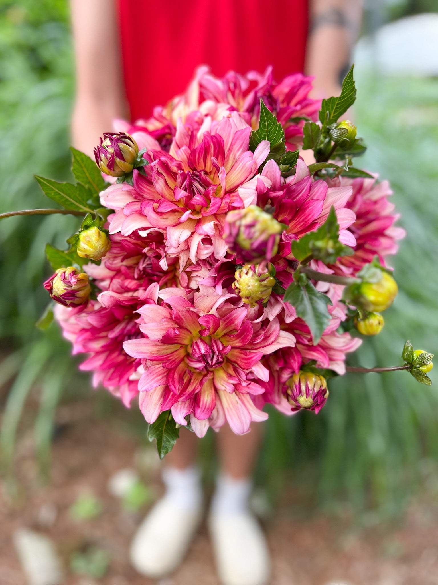 Dahlia Medium-Tropical Punch