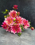 Dahlia Medium-Tropical Punch