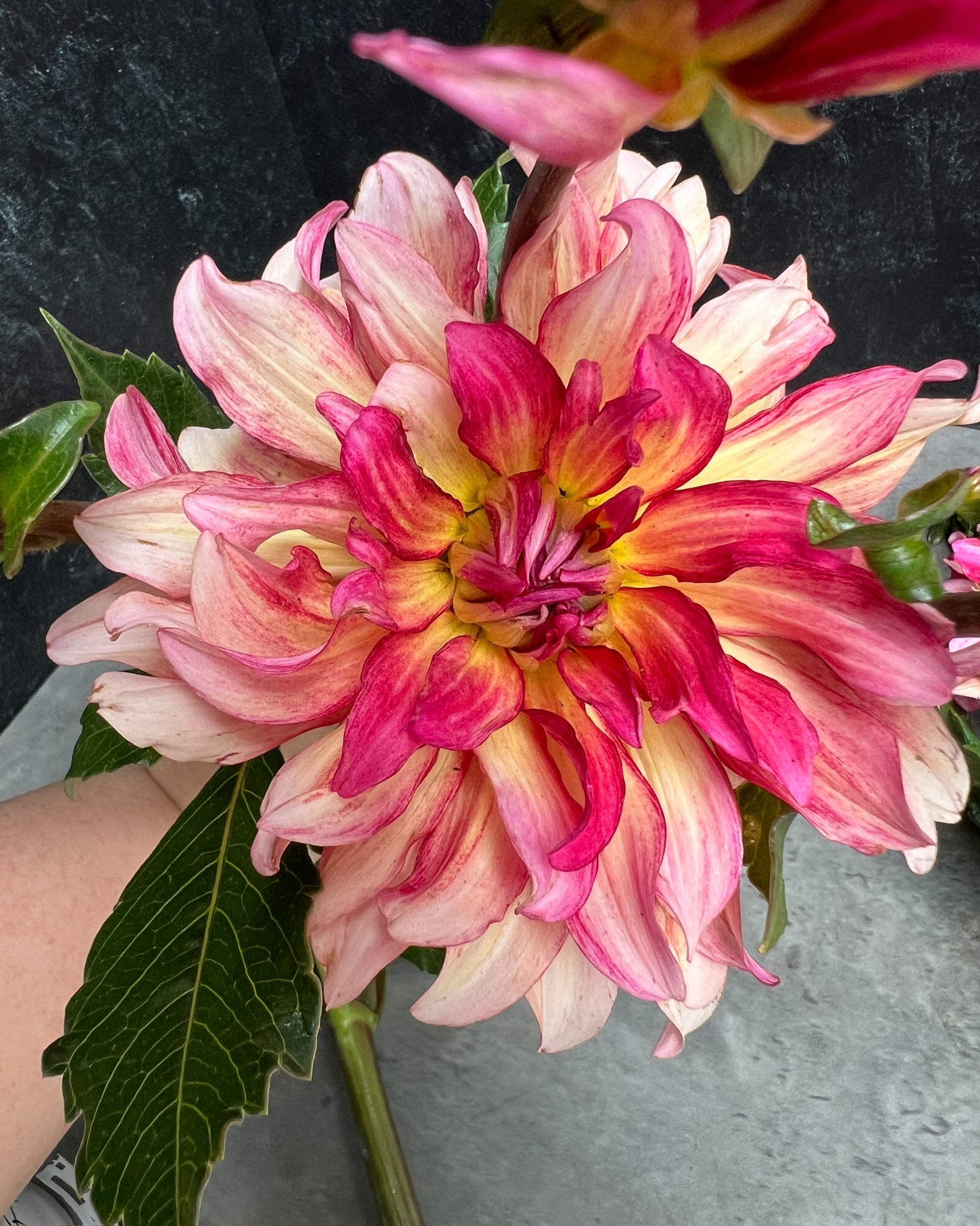 Dahlia Medium-Tropical Punch