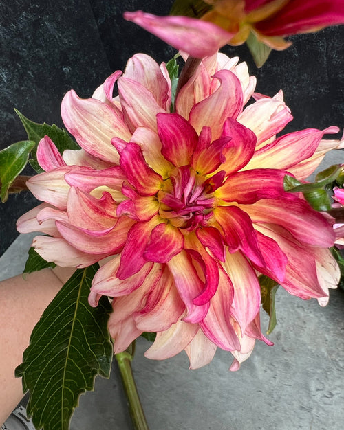 Dahlia Medium-Tropical Punch