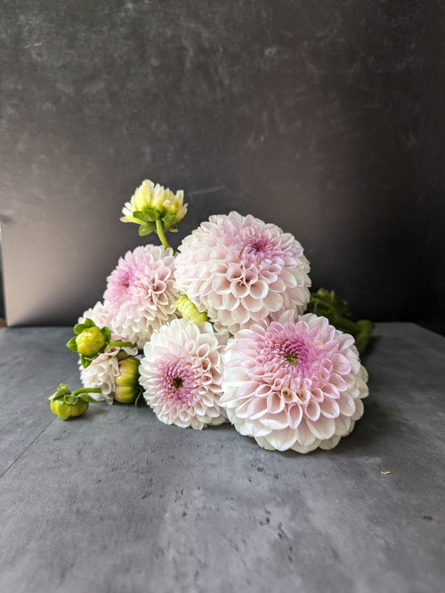 Dahlia Medium-Pink Pearl