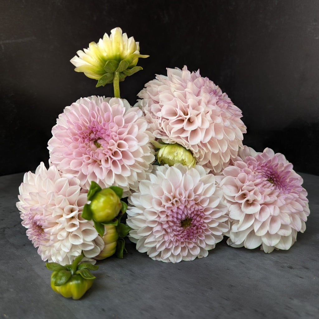 Dahlia Medium-Pink Pearl