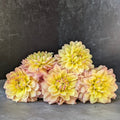 Dahlia Medium-Wyn'S New Pastel
