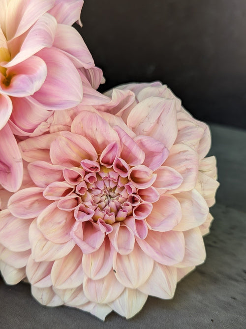 Dahlia Medium-Sweet Nathalie