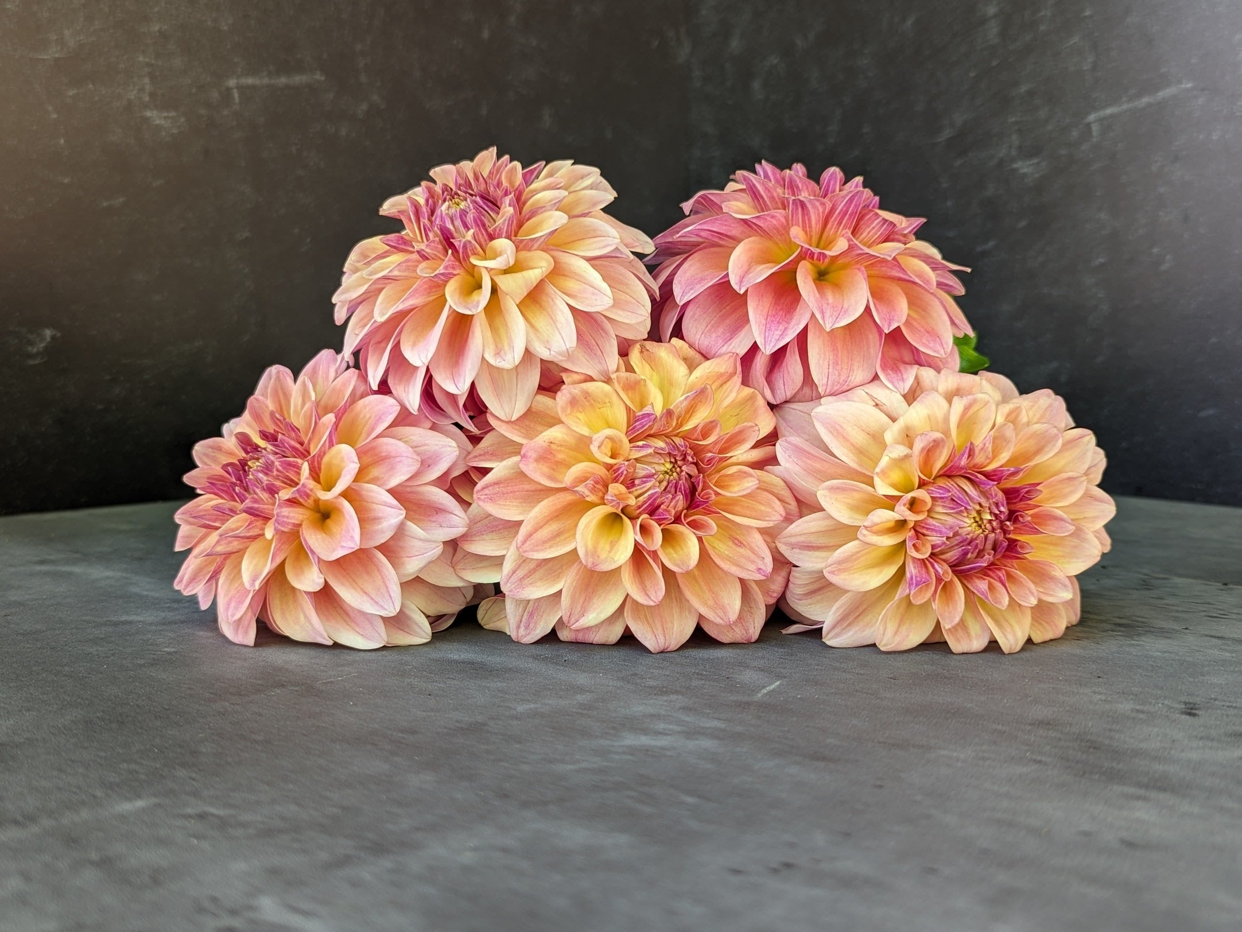 Dahlia Medium-Miss Amara