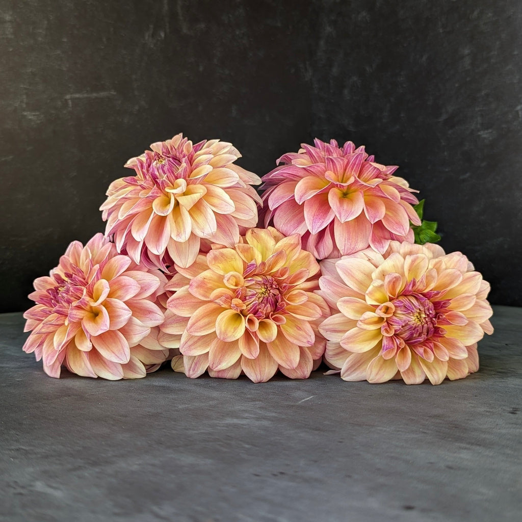 Dahlia Medium-Miss Amara