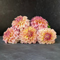 Dahlia Medium-Miss Amara