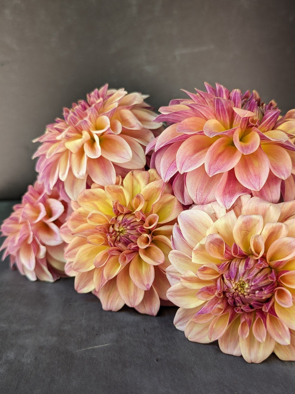 Dahlia Medium-Miss Amara